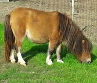 Louloutte Van De Hutte