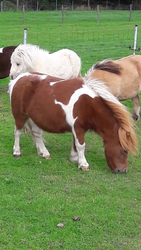 Ne pony