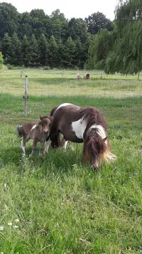 Little Joey Van De Hutte
