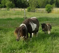 Little Joey Van De Hutte