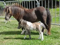 Tigorry Van De Hutte